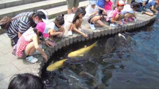 巨大魚ふれあい　さいたま水族館