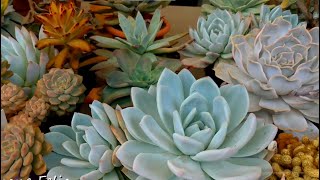 HOW TO WATER AND 10 SURPRISING PLANTS WITH TIPS FOR EACH |Simone Felic