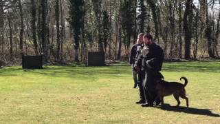 PH1 Trail Holland Dog Sport KNPV