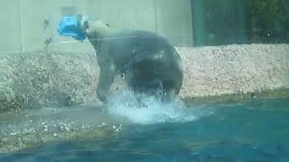 ポロロ　今日はポリタンク投げてます　シロクマ　ポロロ５１０（とくしま動物園）