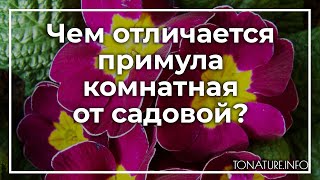 Чем отличается примула комнатная от садовой? | toNature.Info