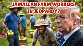 The Uncertain Future of Jamaican Farm Workers under Trump