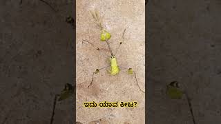 ಇದು ಯಾವ ಕೀಟ, ಅದರ ಹೆಸರು ಹೇಳಿ?  What insect is this, tell me its name?#YouTube #SHORT #NEWSHORT #ytsrt