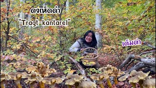 ดงเห็ดดำ “tragt-kantarel”หมานอีกแล้วจ้า