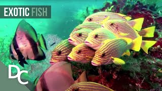The Secret Underwater Paradise | Magical Reef: The Islands of the Four Kings | Documentary Central