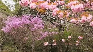 愛知県豊川市萩町のミツバツツジ