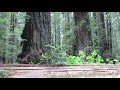 Fallen redwoods in the Founders Grove - Humboldt Redwoods State Park, California