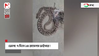 ভোলায় ৭ দিনে ১৪ রাসেলস ভাইপার ! ।। এক টাকার খবর