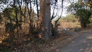 कल्याण का कल्याणकारी कल्पवृक्ष जो सबकी मनोकामना पूरी करता है - आजमाकर देखें .