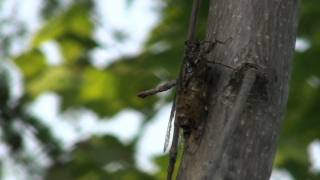 エゾハルゼミ　妙琴蝉　鳴き声