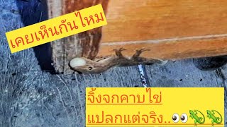 #จิ้งจกคาบไข่ #จิ้งจกบ้าน #มีเลขด้วย สุดแปลกจิ้งจกมหัศจรรย์คาบไข่แปลกแต่จริงมันคาบเพราะอะไร 🦎🦎