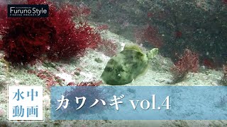 【水中動画】カワハギ vol.4