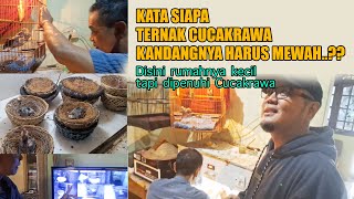 RUMAH BAPAK INI KECIL, TAPI DIPENUHI KANDANG CUCAKRAWA, BANYAK PETERNAK SUKSES JUGA DARI SINI