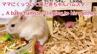 ママにくっついて来た赤ちゃんハムスター。A baby hamster clinging to his mother. #薔薇です🌹#baradesu #hamster #ハムスター