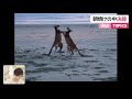 カンガルー朝焼けの中 決闘　オーストラリアのビーチで