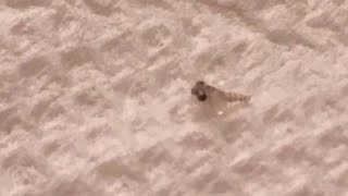 Swimmers finding sea lice on them after swimming in Virginia Beach water