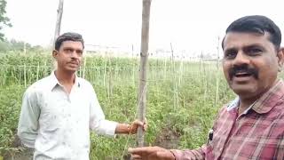 किसान की जुबानी प्याज टमाटर और धनिया की खेती | How To Do cultivation of onion, tomato and coriander|