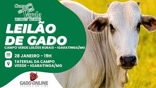 🌟LEILÃO DE GADO CAMPO VERDE LEILÕES -  IGARATINGA/MG🎥