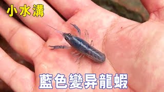 Small ditch leaks mutant lobsters  all blue  very cute [outdoor small navigation]]