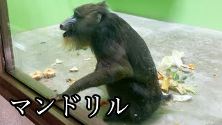 【動物の怒り】りんごに怒るマンドリル（メス）