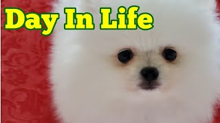 A Day in a Life of 2 Pomeranian Puppies