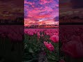 the sunset and tulips are so beautiful tulip sunset landscape