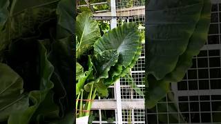 Alocasia Macrorrhiza (Giant Taro) | Ráy Voi - Wood \u0026 Plants Decor Vietnam