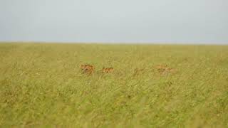 4K ライオンの家族 タンザニア セレンゲティにて Lions family at TANZANIA SERENGETI