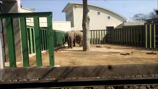 ゾウのマック君とズゼちゃんラブラブ中♡（王子動物園）Elephant Mac and Zuze Love Love ♡