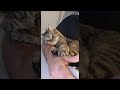 Goku the Cat Wants Cuddles || ViralHog