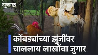 Yavatmal | कोंबड्यांच्या झुंजींवर चाललाय लाखोंचा जुगार;betting on animal life with money? | Sakal