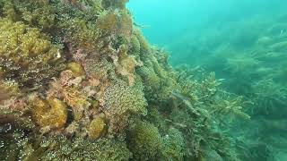 ニホンアワサンゴの群生地（山口県大島郡周防大島町　地家室）｜マリッサリゾート　サザンセト周防大島