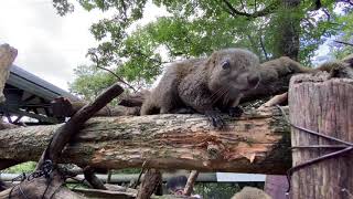 Mt. Kinkazan Squirrel Village Gifu Ken Japan