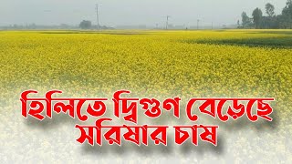 হিলিতে দ্বিগুণ বেড়েছে সরিষার চাষ | Mustard | Dinajpur | Risingbd