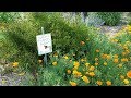 Virtual Native Plant Garden Tour:  Low Maintenance Lawn Conversion