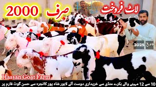 9 February 2025 bakra mandi dera ghazi khan hassan goat farm 2025 ke saste bakre 03133502828 what's