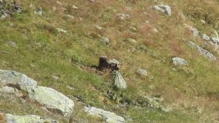 chamois and bear in High Tatras (kamzík a medvěd v Hlinské dolině ve Vysokých Tatrách)