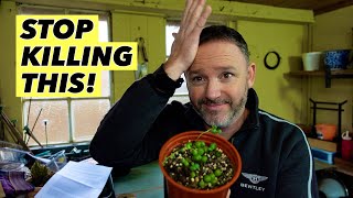 How To Stop Killing Your String of Pearls Houseplant - Senecio Rowleyanus Care G