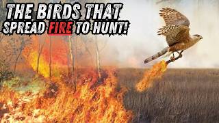 California Wildfires: Are Birds to Blame?