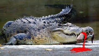 10 Most Dangerous Crocodile Species In The World