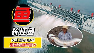 中國長江三峽蓄水18年，裡面的魚現在長多大了？【小馬哥知識局】