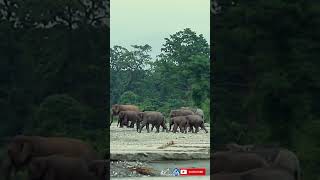 Asian elephant family going towards grassland at buxa forest | #shorts #1867