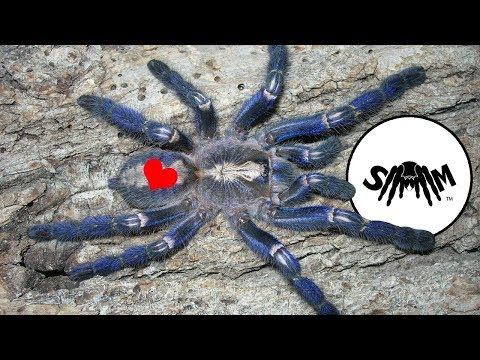 Tarantula Heart Beat! Tarantula Heart Beat!