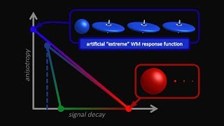 Improved white matter response function estimation for 3-tissue constrained spherical deconvolution