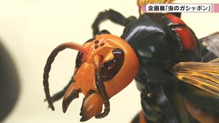 橿原市昆虫館　企画展「虫のガシャポン」