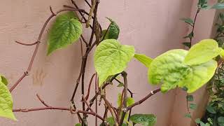 Our mini garden in our house | சிறிய தோட்டம் சிறிய இடத்தில் 🏡