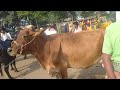 cheapest cows market తక్కువ ధరలలో ఆవులు దొరికే సంత