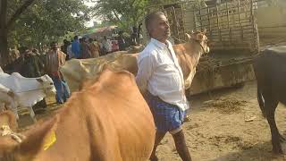 cheapest cows market, తక్కువ ధరలలో ఆవులు దొరికే సంత