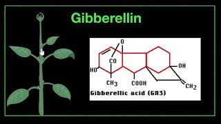 C9.2 BIOLOGY 964 SEMESTER 2 - PLANT HORMONES