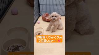 【ボール遊びにこだわり有り！】トイプーのMちゃん！#toypoodle #トイプードル #トイプー #トリミング #ペットホテル #dog #犬